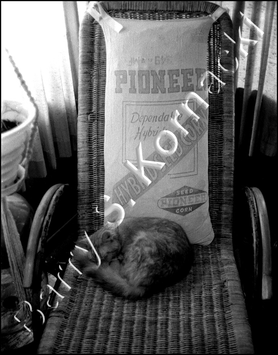 Cat Lounger, black and white photograph