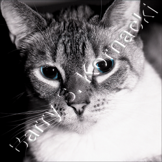 Lou, black and white photograph