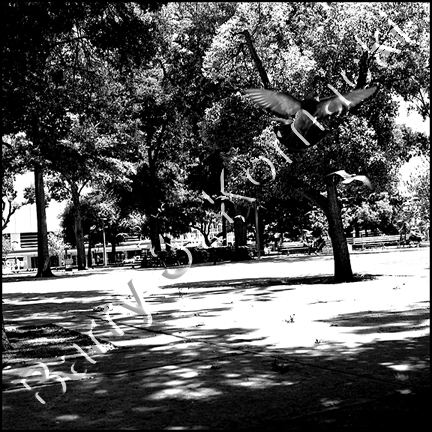 Park Pigeon, black and white photograph