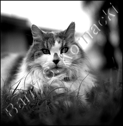 black and white photos of animals. Prissy, lack and white