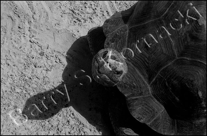 Tortise, black and white photograph