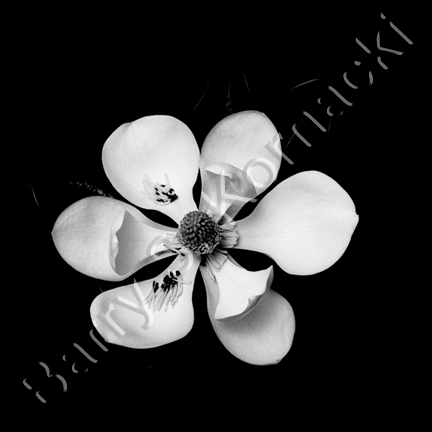 Magnolia, black and white photograph