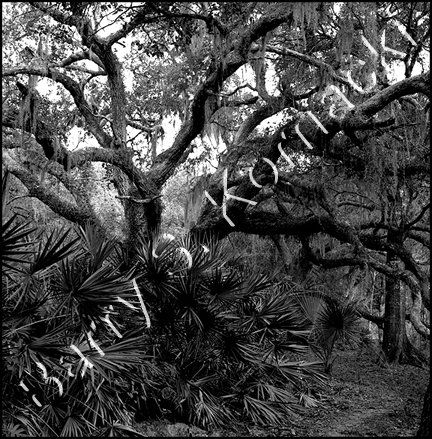 Trail, black and white photograph