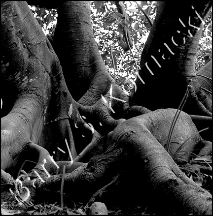Tree Trunk, black and white photograph